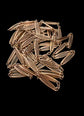 ANTIQUE FRENCH 18CT SAUTOIR CHAIN