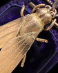 VICTORIAN 15CT GOLD FLY PENDANT