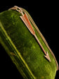 VICTORIAN 15CT GOLD ARROW PENDANT