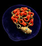 GEORGIAN CORAL & 18CT GOLD CHAIN BRACELET