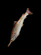 VICTORIAN ENAMEL FISH PENDANT