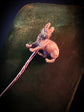 VICTORIAN 15CT GOLD BUNNY STICKPIN